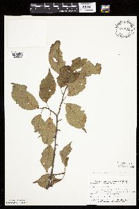 Prunus americana image