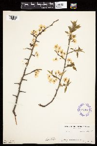 Prunus americana image
