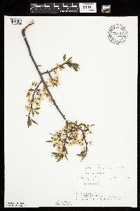 thumbnail image of current specimen