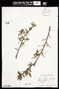 Prunus americana image