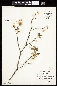 Prunus americana image
