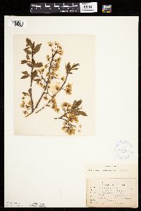 Prunus americana image