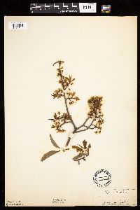 Prunus americana image