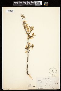 Prunus americana image