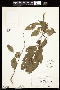 Prunus americana image