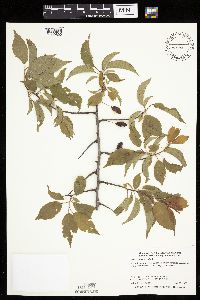 Prunus americana image
