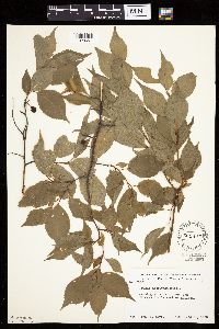 Prunus americana image