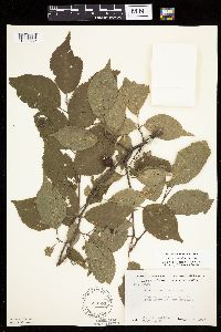 Prunus americana image