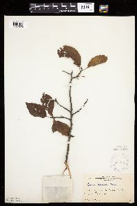 Prunus americana image