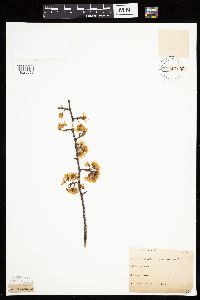 Prunus americana image