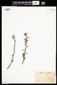 Prunus americana image