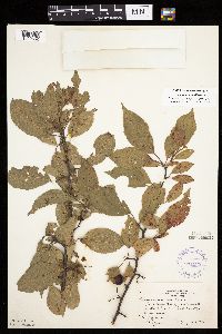 Prunus americana image