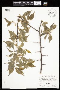 Prunus americana image