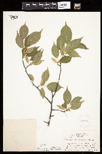 Prunus americana image