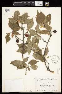 Prunus americana image