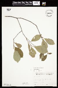 Prunus americana image