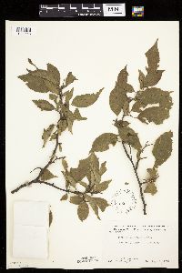 Prunus americana image