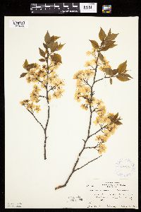 Prunus americana image