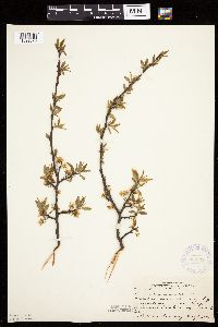 Prunus americana image