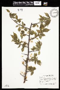 Prunus americana image
