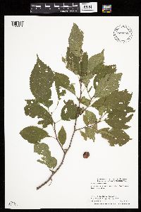 Prunus americana image