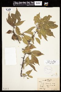 Prunus americana image