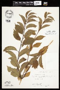 Prunus americana image