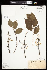 Prunus americana image