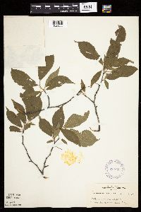 Prunus americana image