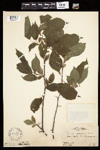 Prunus americana image