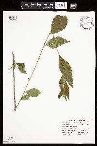 Prunus americana image