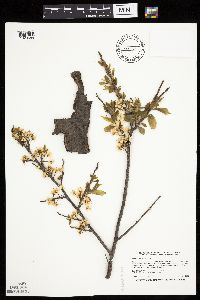 Prunus americana image