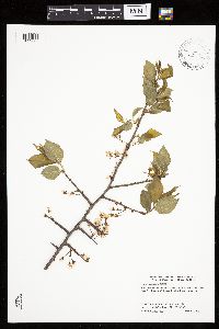 Prunus americana image