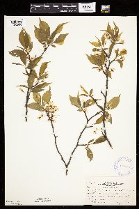 Prunus americana image