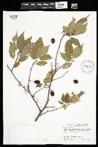 Prunus americana image