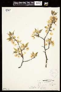 Prunus americana image