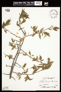 Prunus americana image