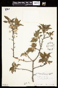 Prunus americana image