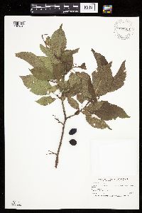 Prunus americana image