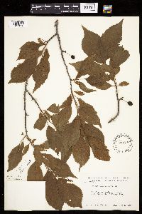 Prunus americana image