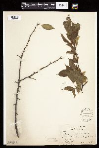 Prunus americana image