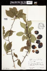 Prunus americana image