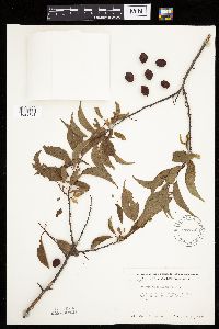Prunus americana image