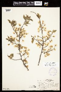 Prunus americana image