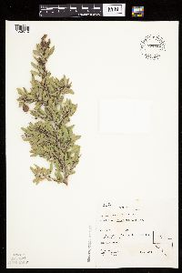 Prunus andersonii image