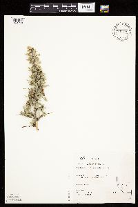 Prunus andersonii image