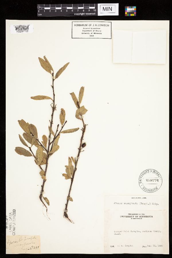 Prunus emarginata image