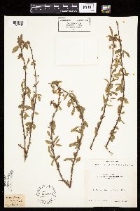 Prunus emarginata image