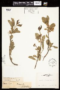 Prunus emarginata image