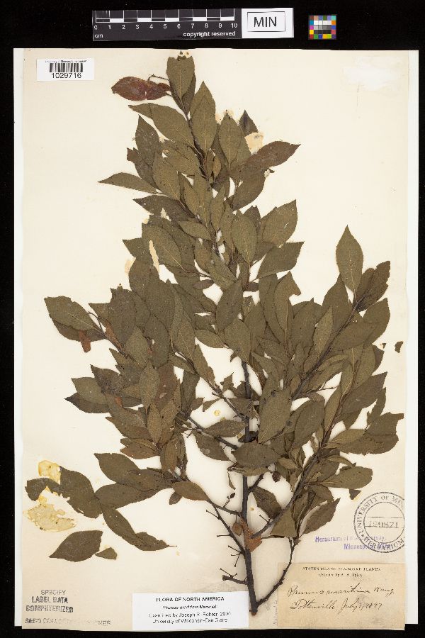 Prunus maritima image